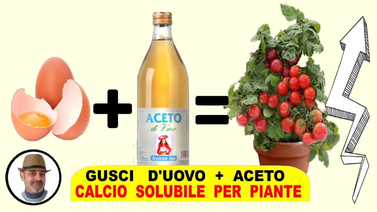 CALCIO dai gusci d'uovo per le piante