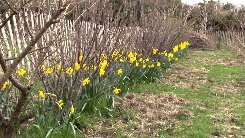 Comment Planter Des Jonquilles Et Voir Le R&eacute;sultat