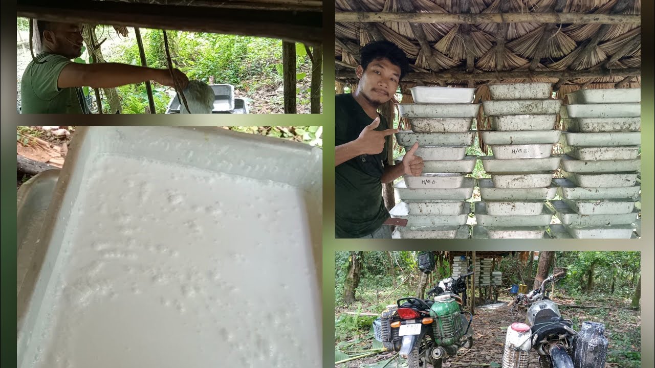 HOW TO MAKE A RUBBER SHEET/ RUBBER SHEETS /RUBBER IN ARUNACHAL PRADESH