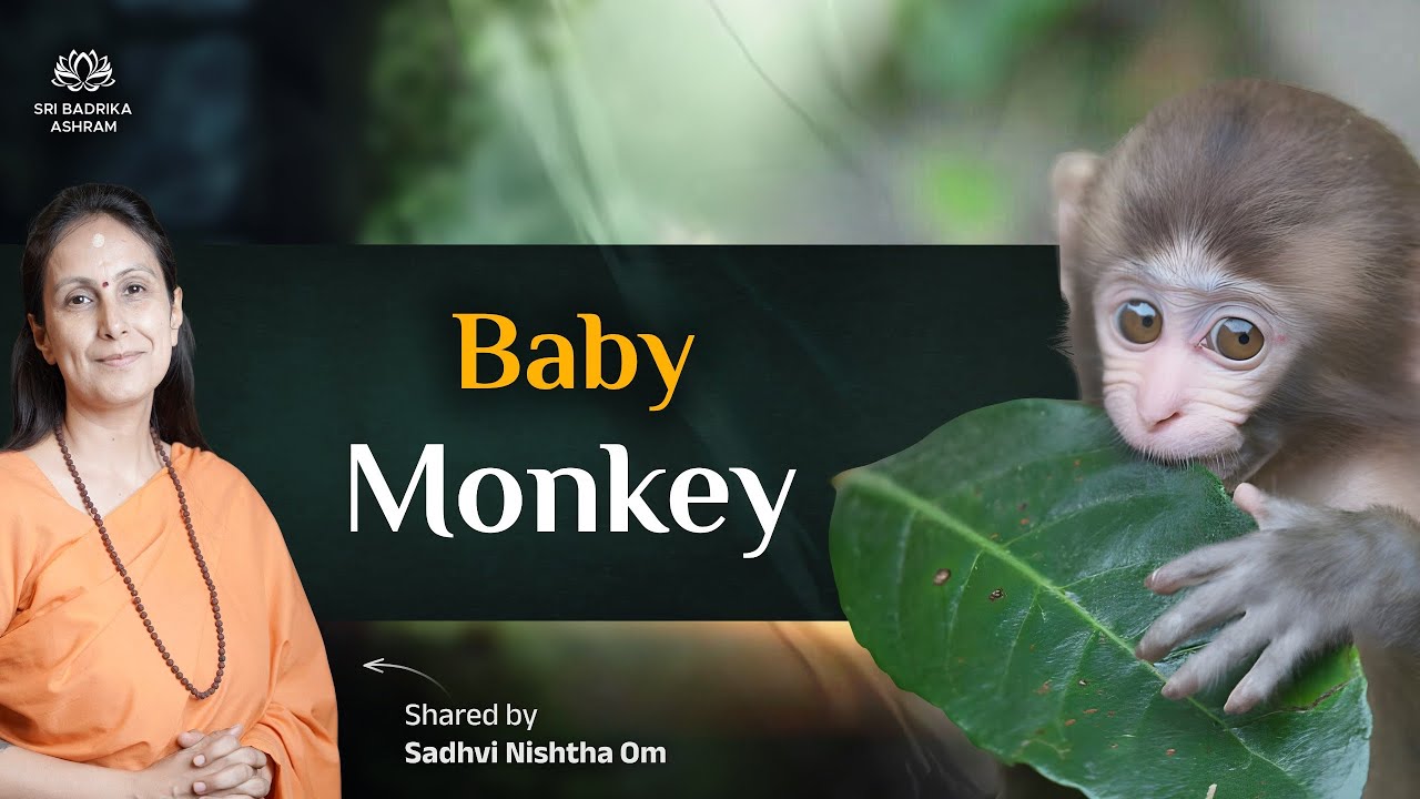 Total Surrender to Guru | Fear in Human Being | Story of Baby Monkey & Kitten | Sadhvi Nishtha Om