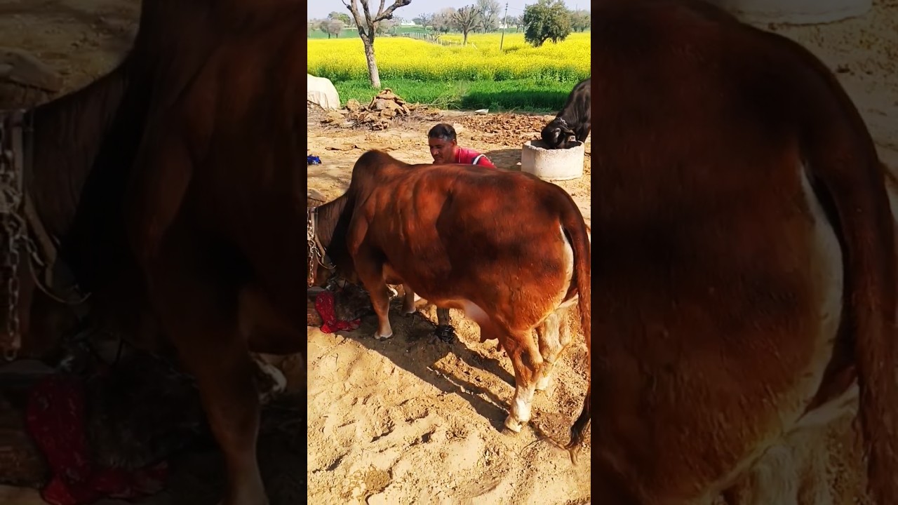 Minicow #punganurcow ।Cow calf delivery Nano cow । Punganur Cow World's Smallest cow price india