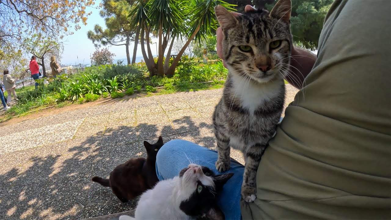 Instantly Surrounded by Cats on Istanbul’s Famous Cat Island