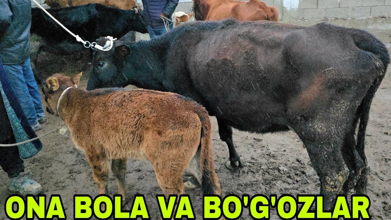 Romitan qo'rg'on mol bozori ona bola va bo'g'oz g'unojinlar 22 января 2026 г.