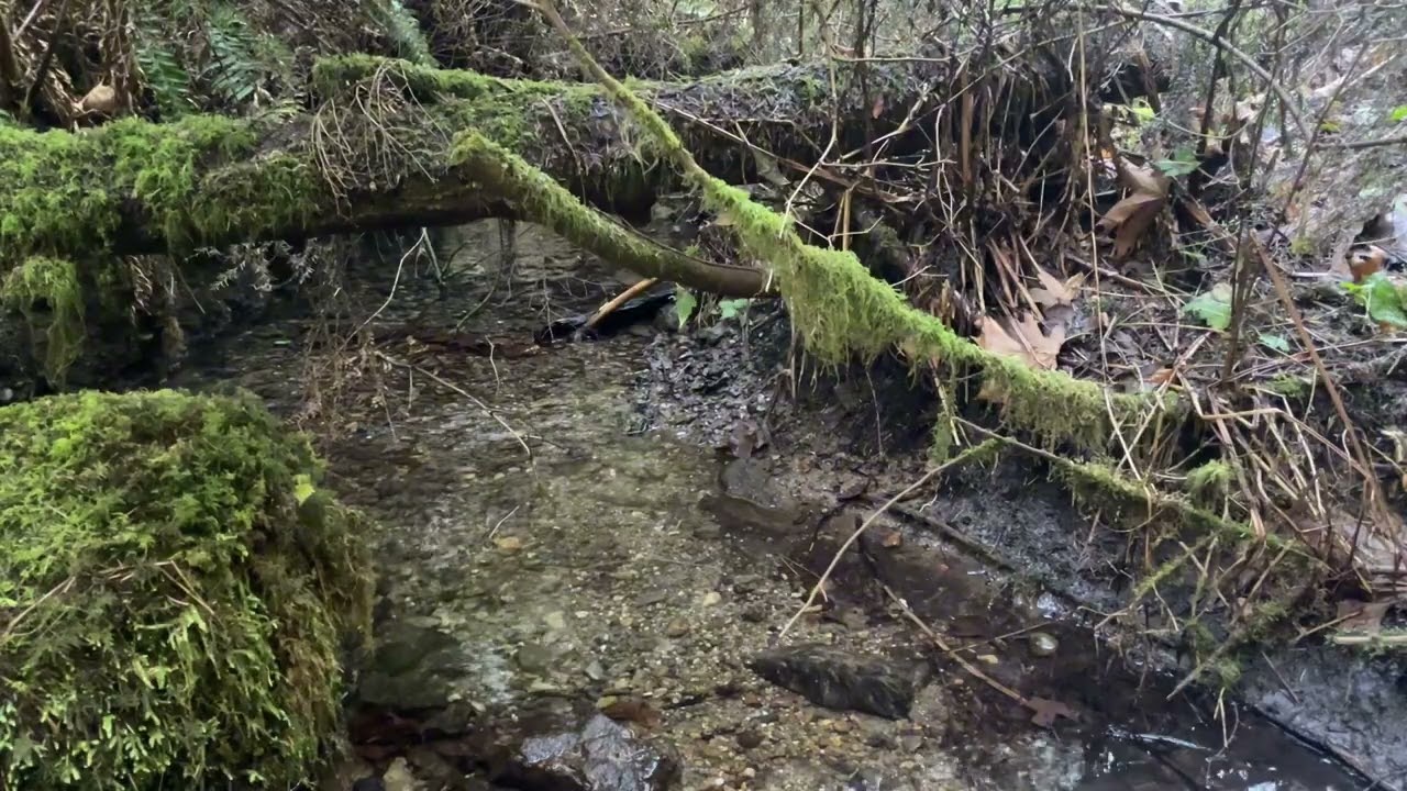 10 minutes of Creek Flow Therapy Session