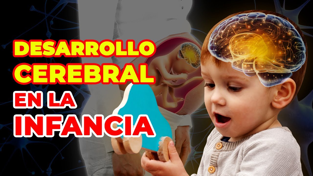 Cómo se desarrolla EL CEREBRO DE TU HIJO - desde el vientre hasta la infancia - Neurodesarrollo