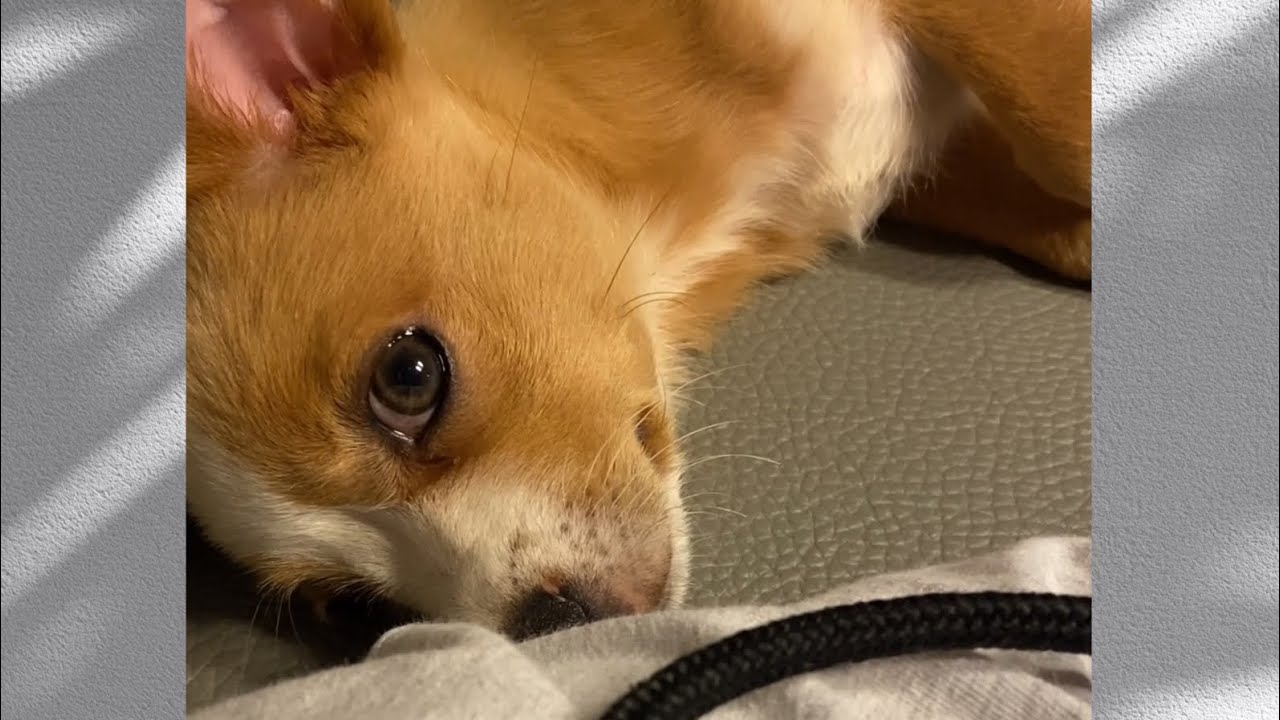 시고르가나디의 변함없는 사랑❤️