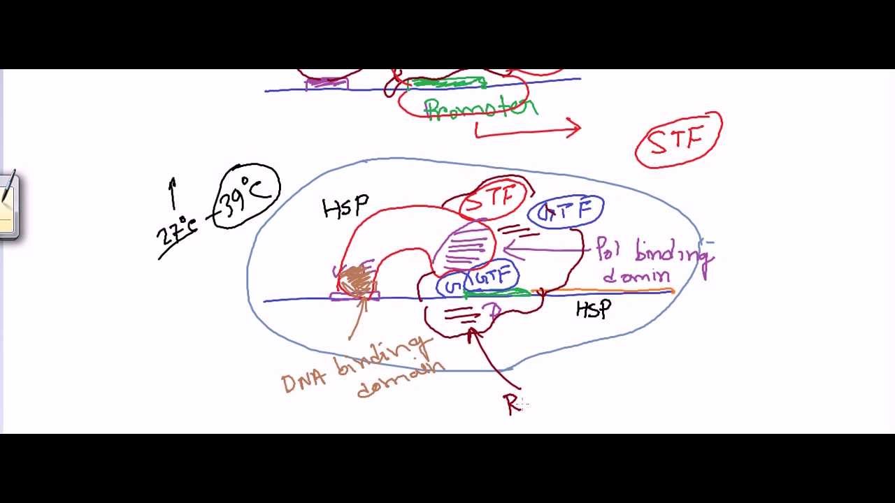Transcription factors