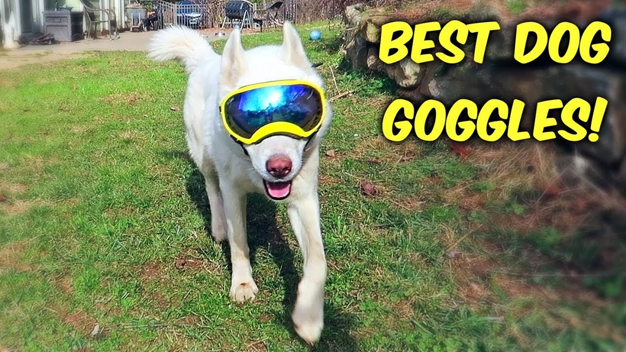 Huskies Trying World's Best Dog Goggles for the First Time! (Funny Dogs)
