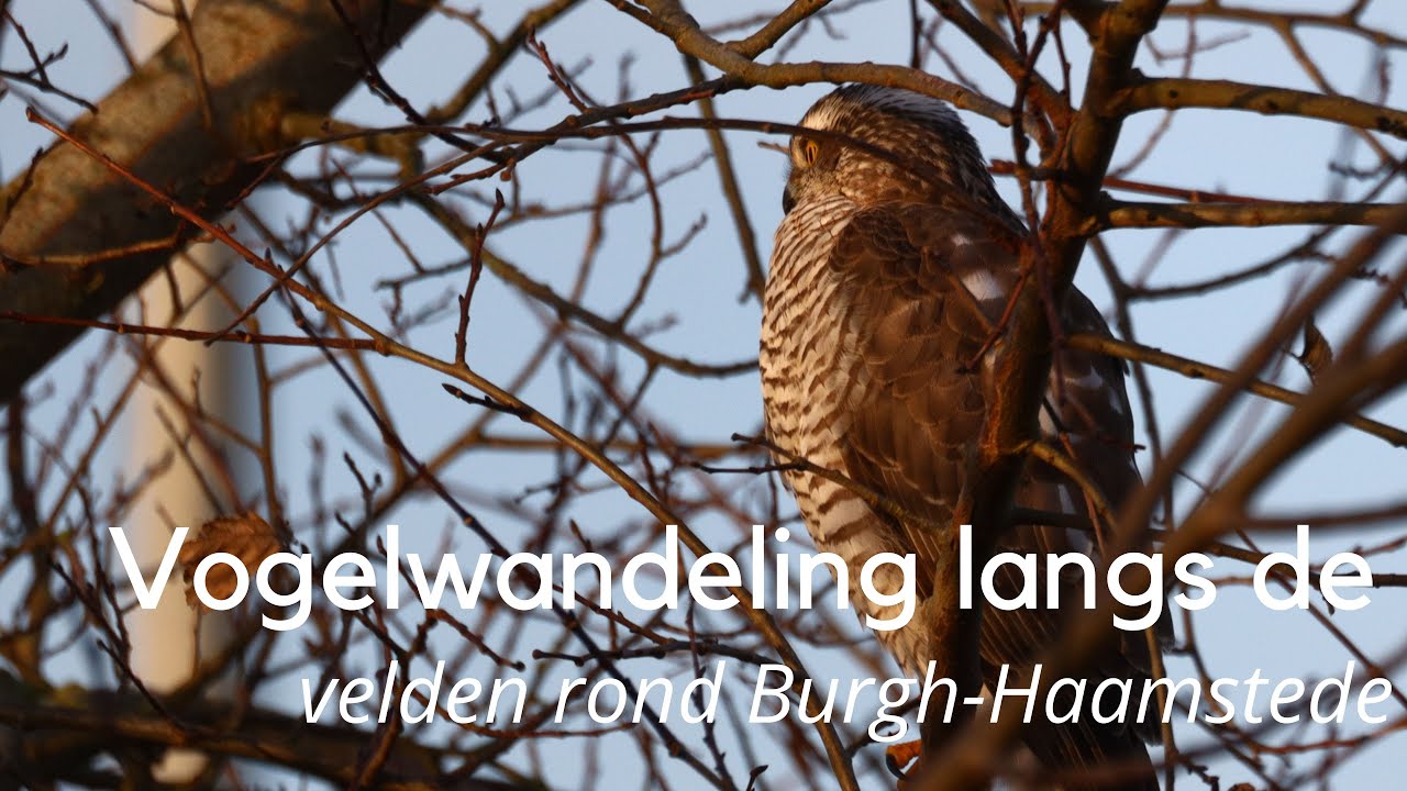 Vogeltocht langs de velden rond Burgh-Haamstede #1400