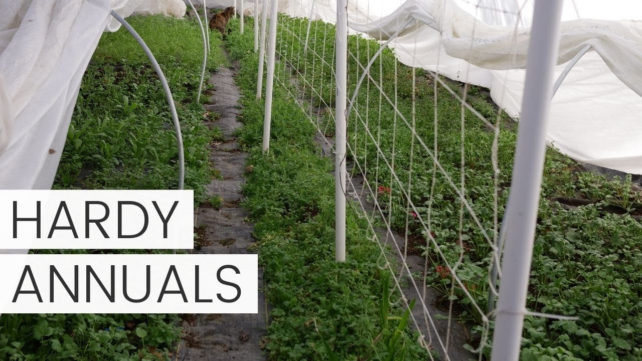 Fall Flowers to Plant - Fall Planting Flowers for Spring Blooms - Growing Hardy Annuals + Biennials