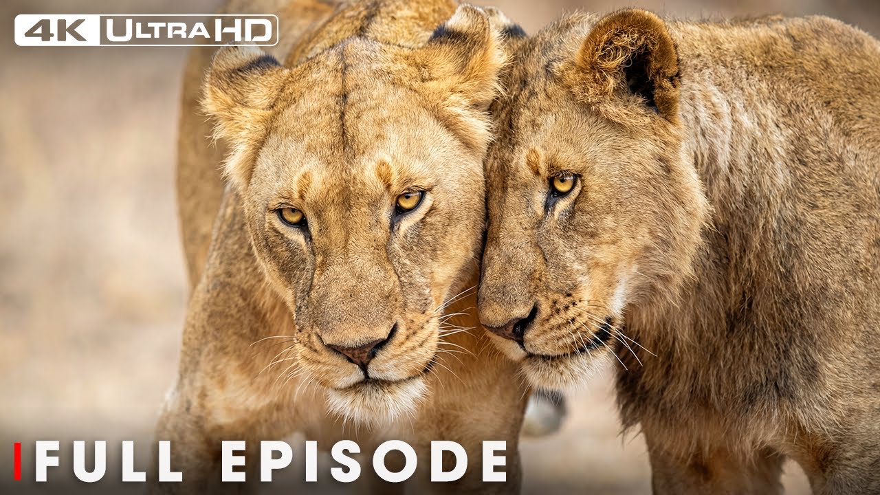 WILD SAVANNAH | Survival Challenges in the Land of Predators | Nature Animal Documentary
