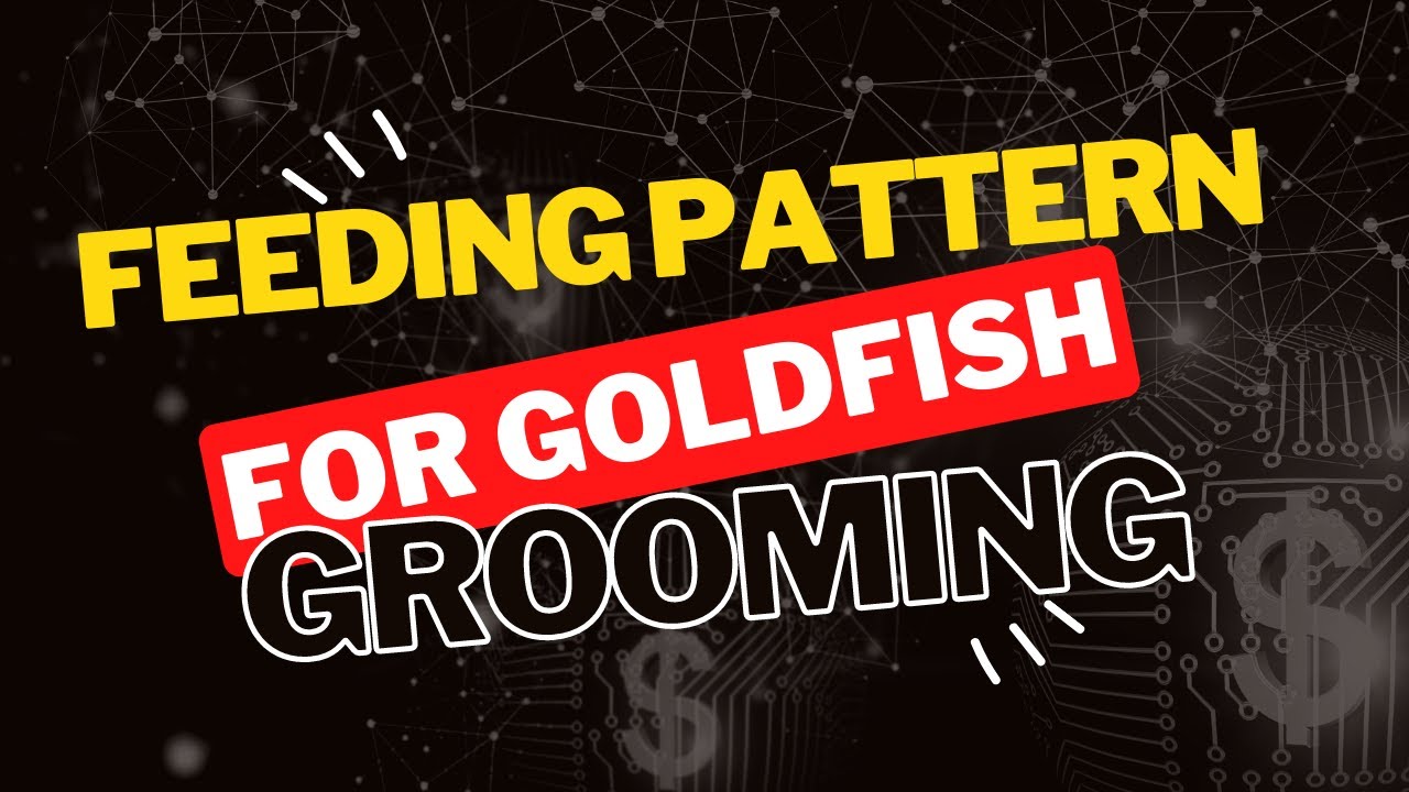 Feeding Pattern for Grooming Goldfish