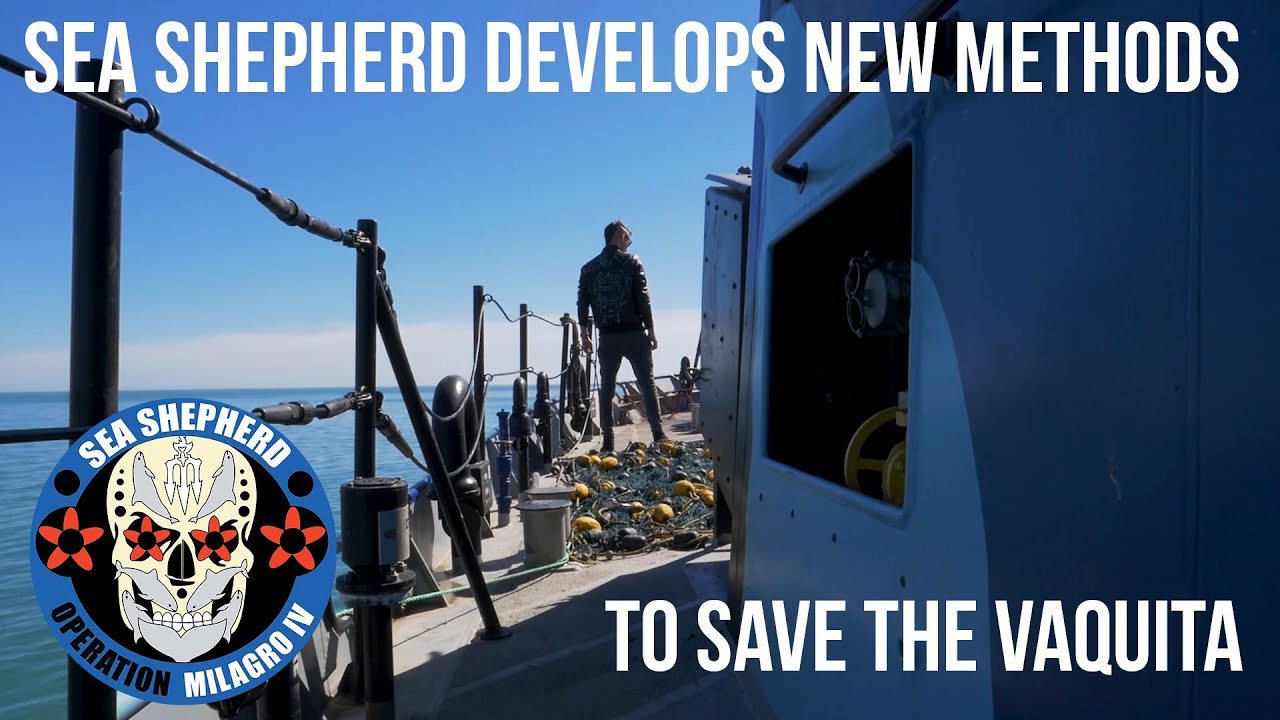 Sea Shepherd Improves Techniques to Save the Vaquita Porpoise.
