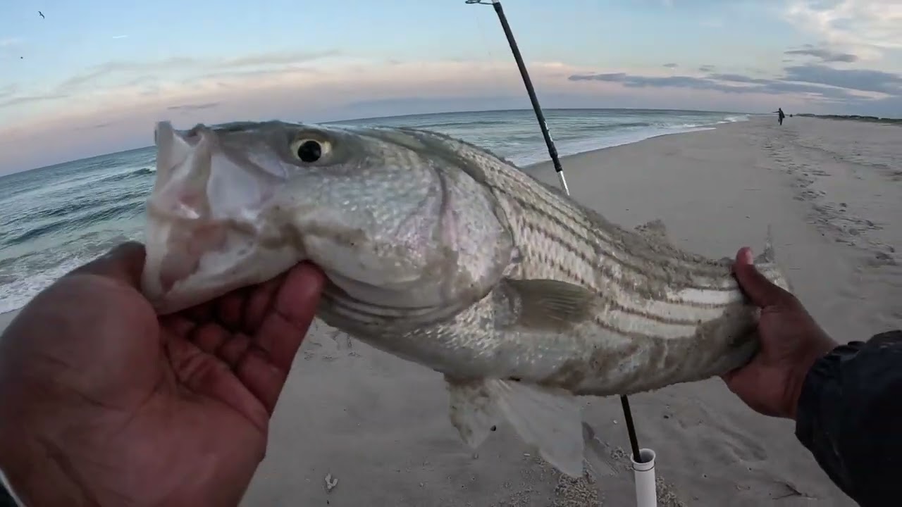 Bass On The Snot