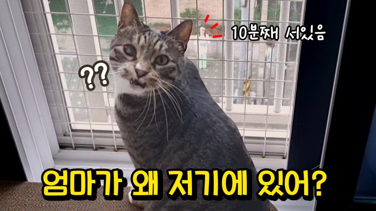 고양이는 집사를 알아볼까? 호동이 행동에 지켜보던 남집사가 깜짝 놀랐어요