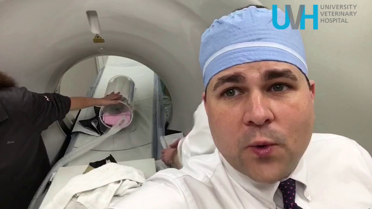 Cat in a Cat Scan