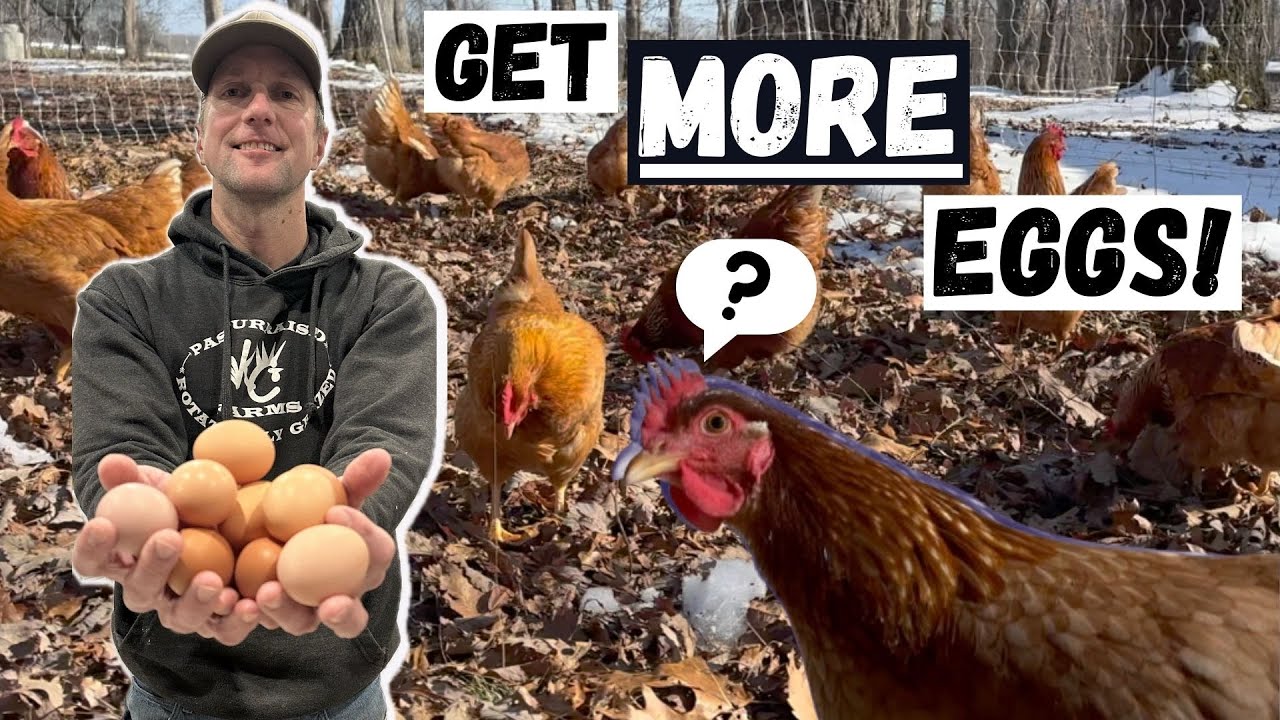 How To Get More Eggs From Your Chickens In The Winter!