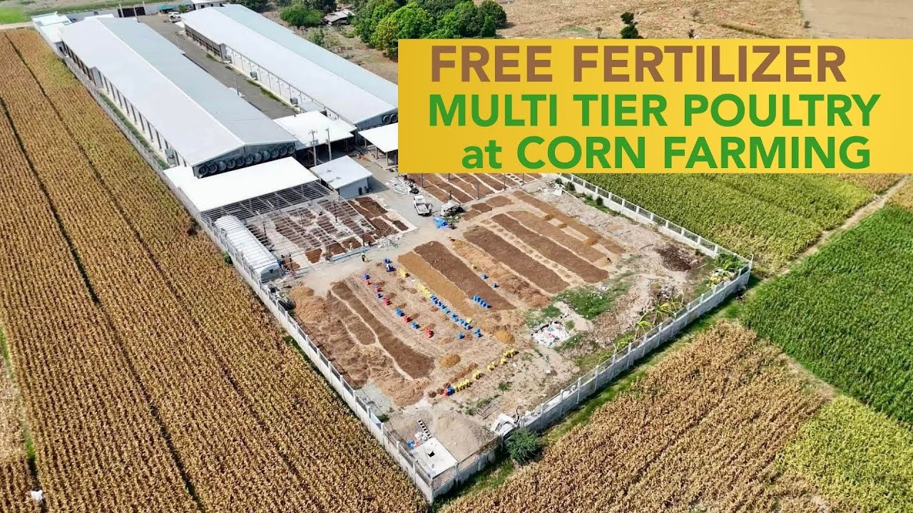 FREE FERTILIZER sa Multi Tier Poultry at Corn Farming - Complementing Each Other