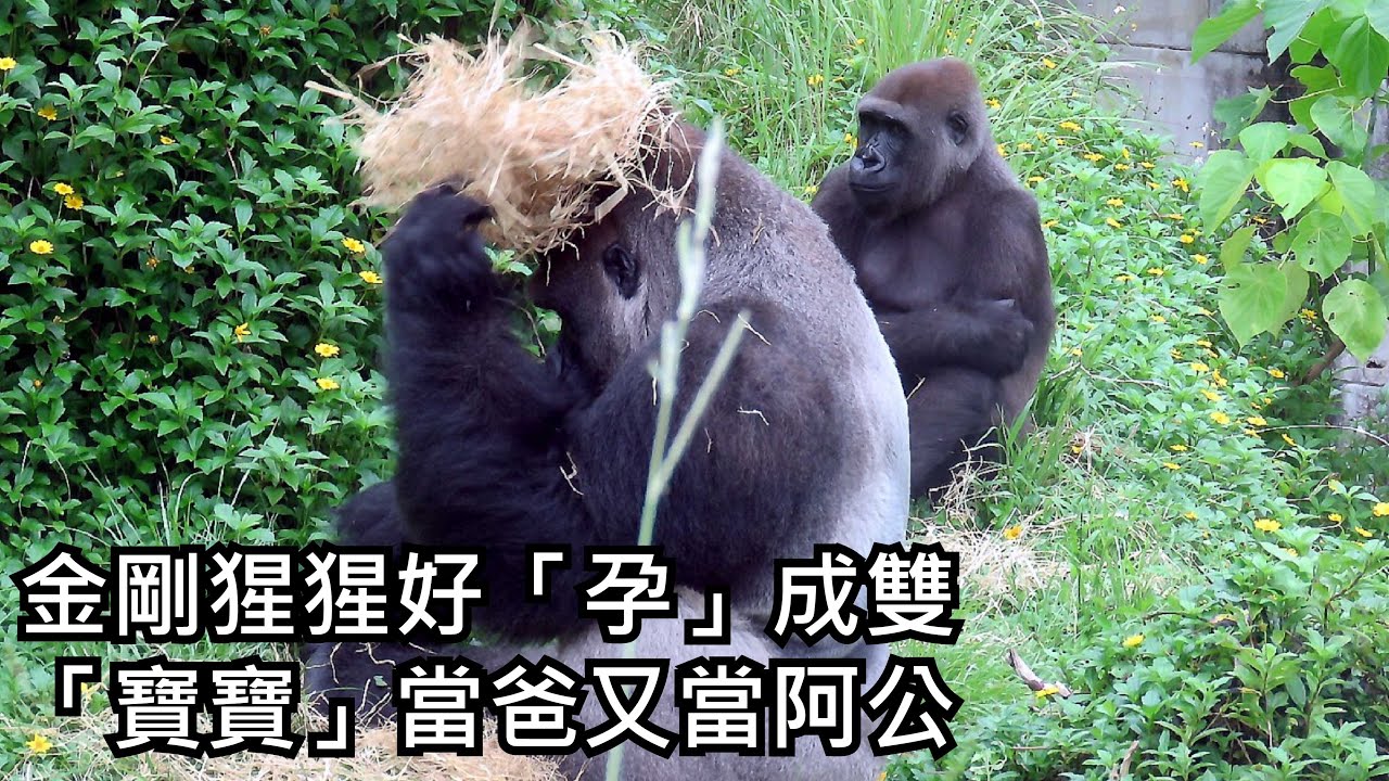 金剛猩猩好「孕」成雙 「寶寶」當爸又當阿公