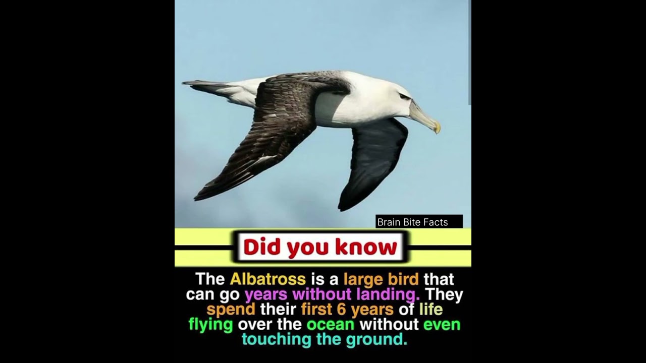 Albatross: The Bird That Can Fly for YEARS Without Landing! 🐦🌊