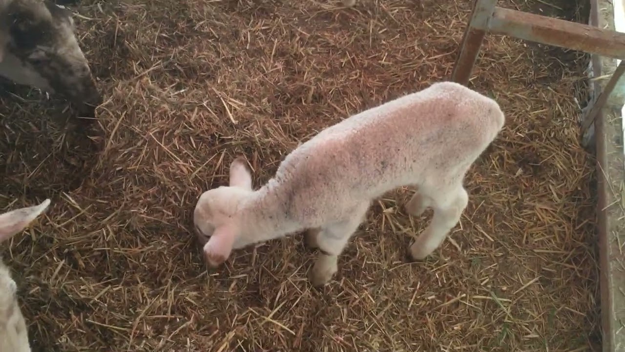 😂😂agnello pecora lamb sheep cat dog pollo cane gatto videos uteka