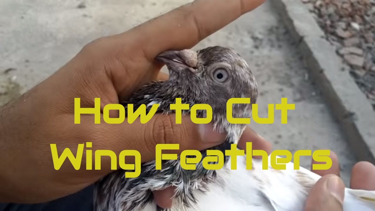 How to cut a pigeon wing feathers &ndash; kabooter ke par katney ka tareeka &ndash; New Stater