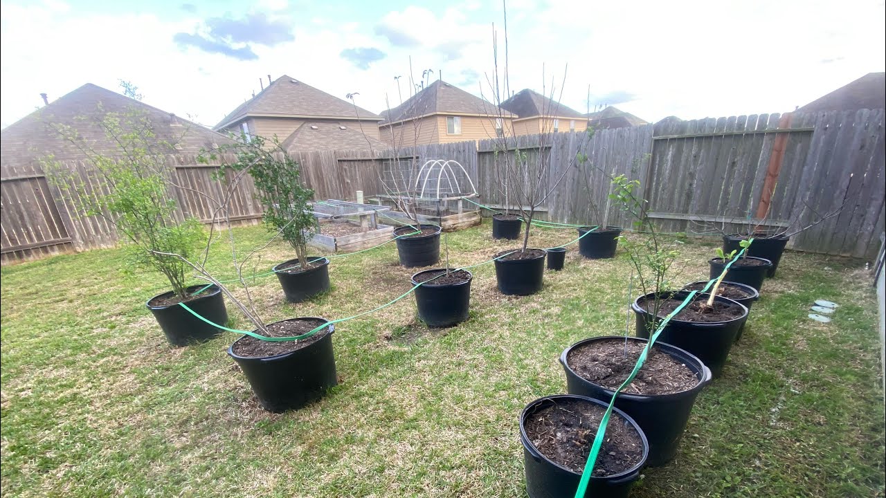 Planting a Spring 2023 garden & unwrapping fruit trees.
