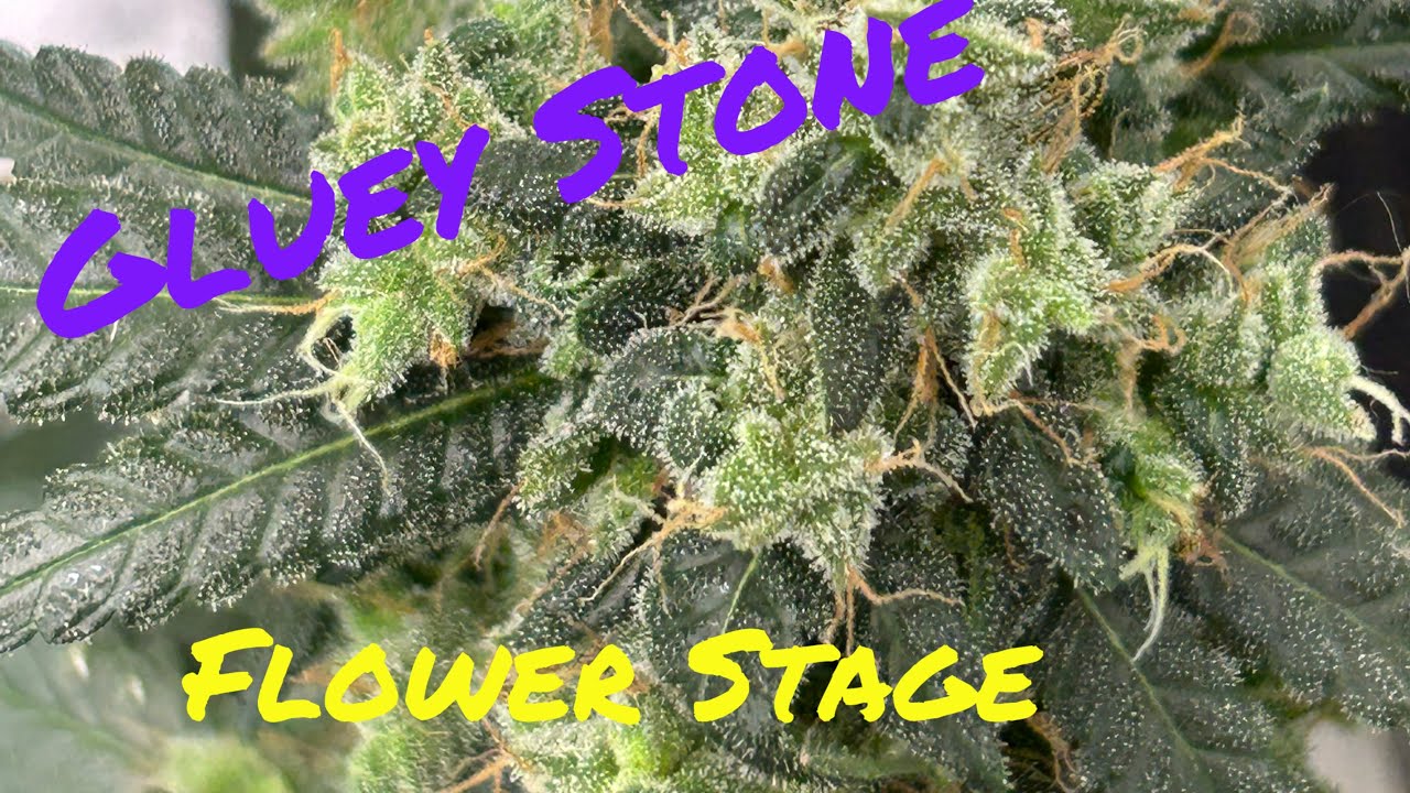 Gluey Stone Grow Series EP. 3 Indoor Flower ( Cannabis Grow Journey)