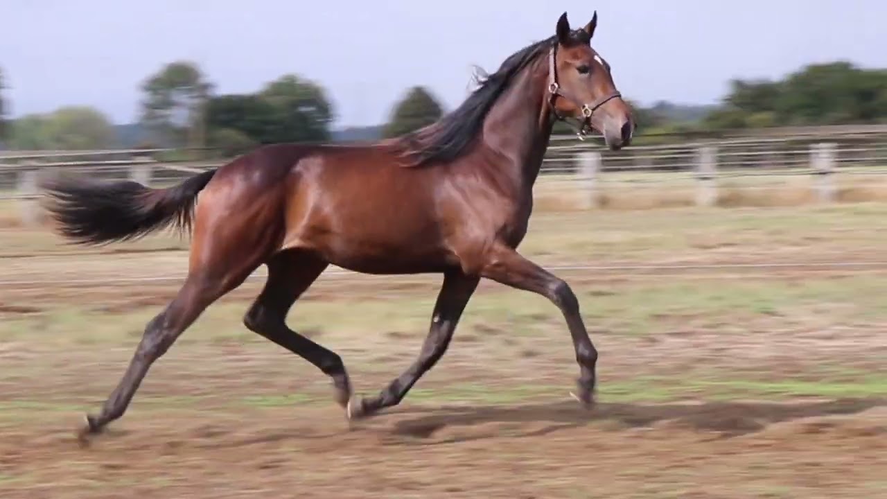 Vidéo LOT 0410 LOUVE D'AUGE - Ventes de Trotteurs de Caen - 27  septembre  2022