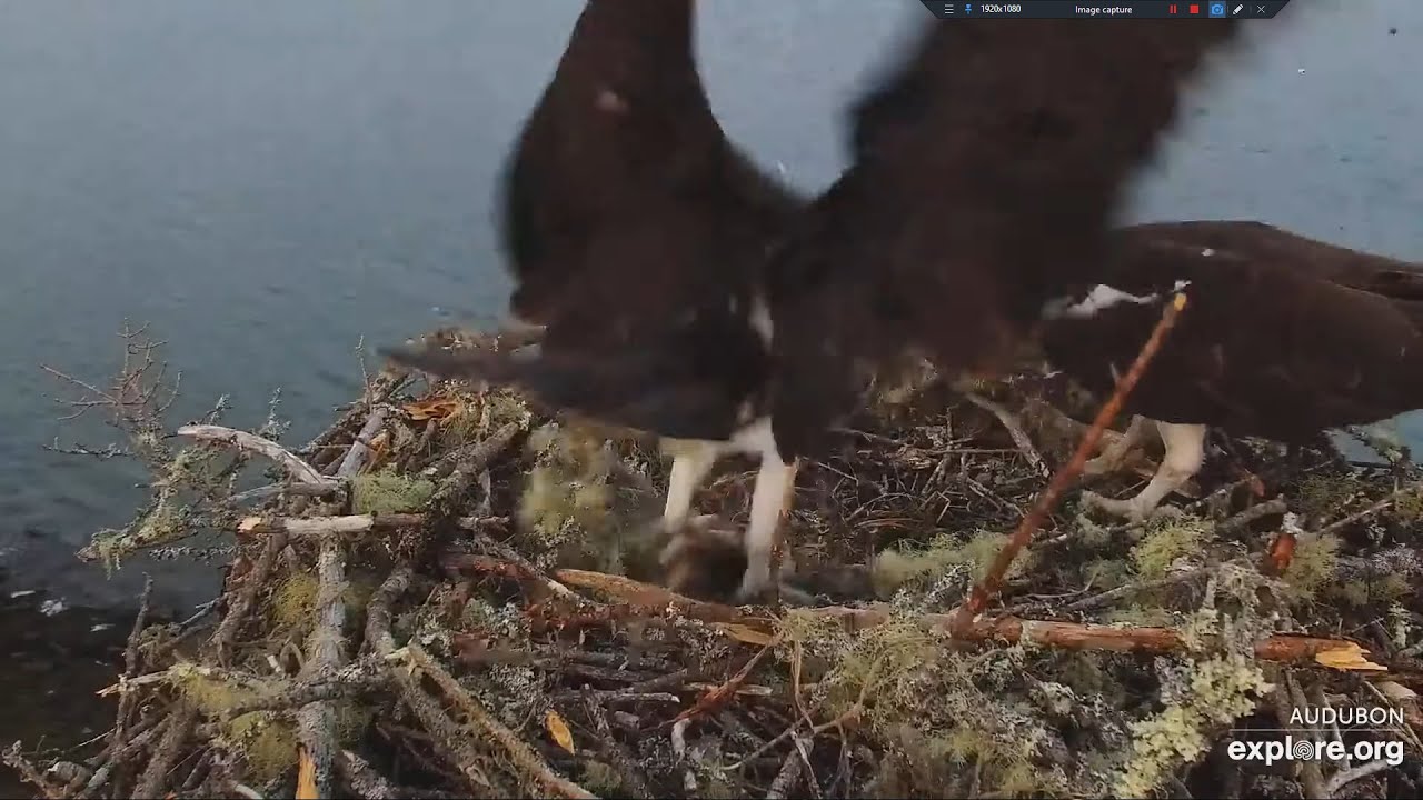 A Flounder for Dinner - Audubon Boathouse Nest/explore.org 2023 04 22