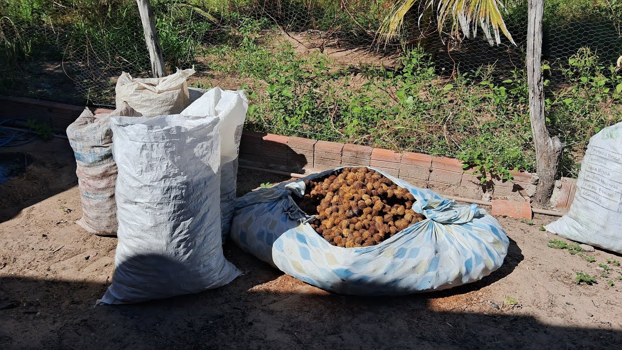 Dica de Como bater urucum