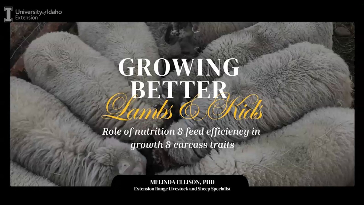 Growing Better Lambs and Kids   Nutrition and Feed Efficiency
