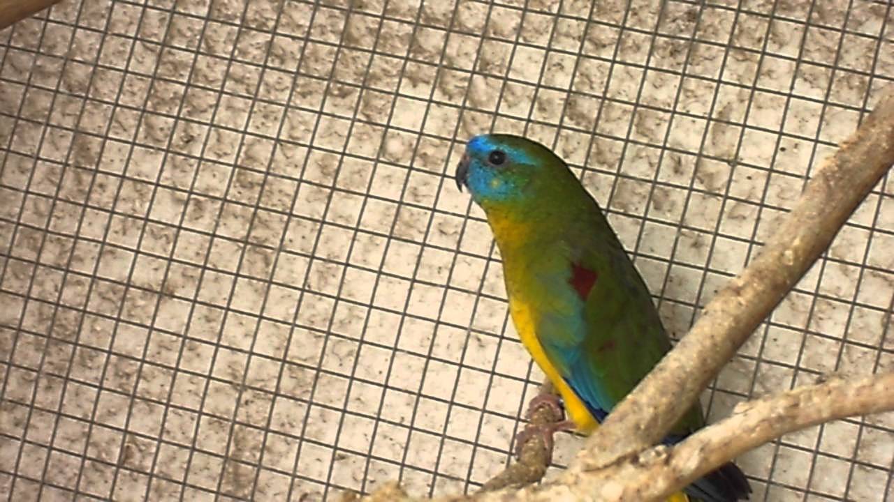 Turquoise parakeet singing