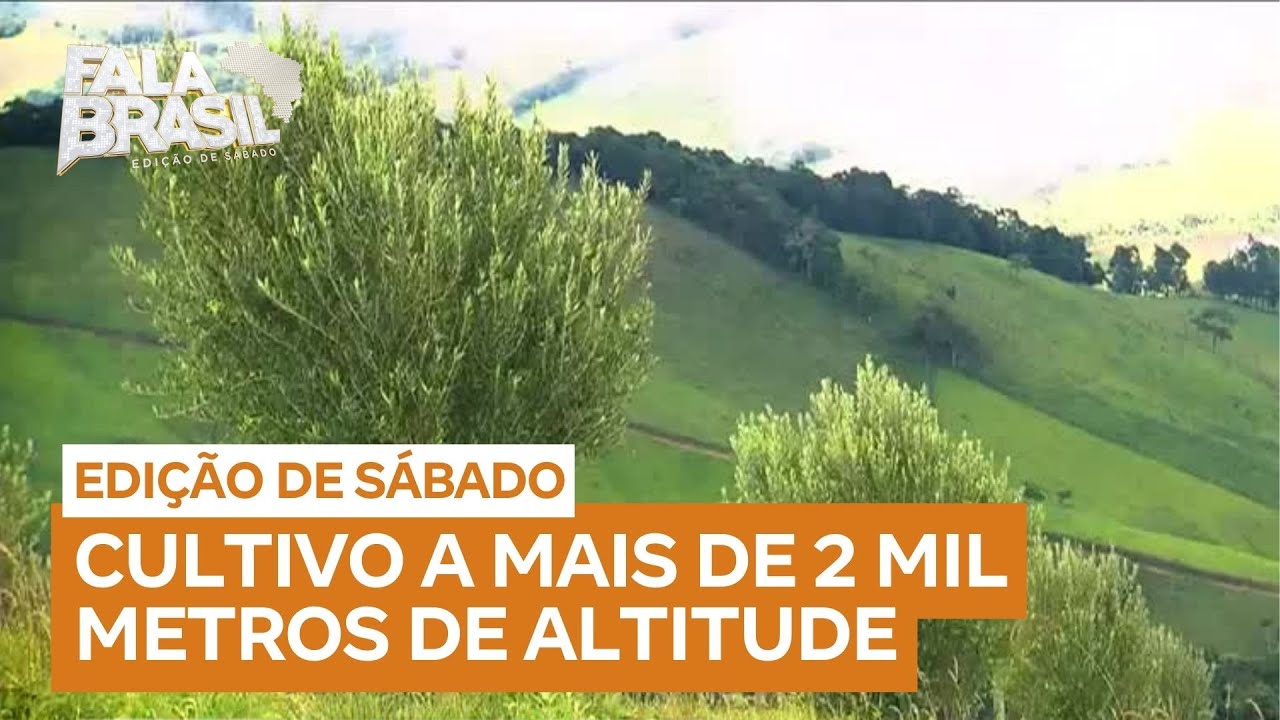 Sabores da Mantiqueira: Clima frio ajuda a produzir azeitonas de alta qualidade fora de época