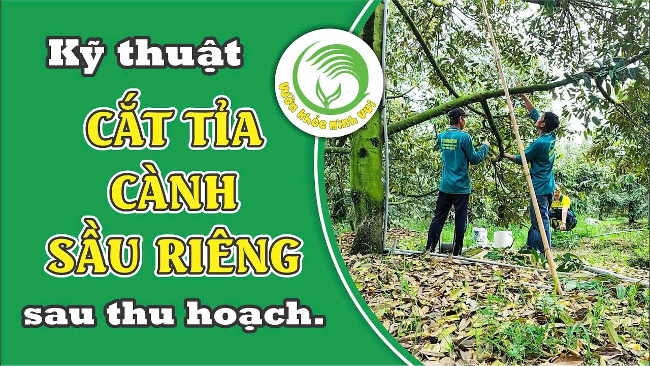 Kỹ thuật cắt tỉa cành sầu riêng  sau thu hoạch #sầuriêng #video