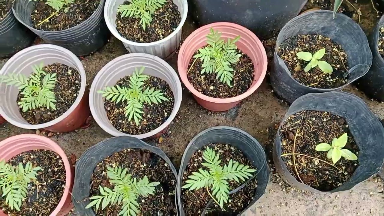 Sương sâm vạn Thọ xà lách rất ngon