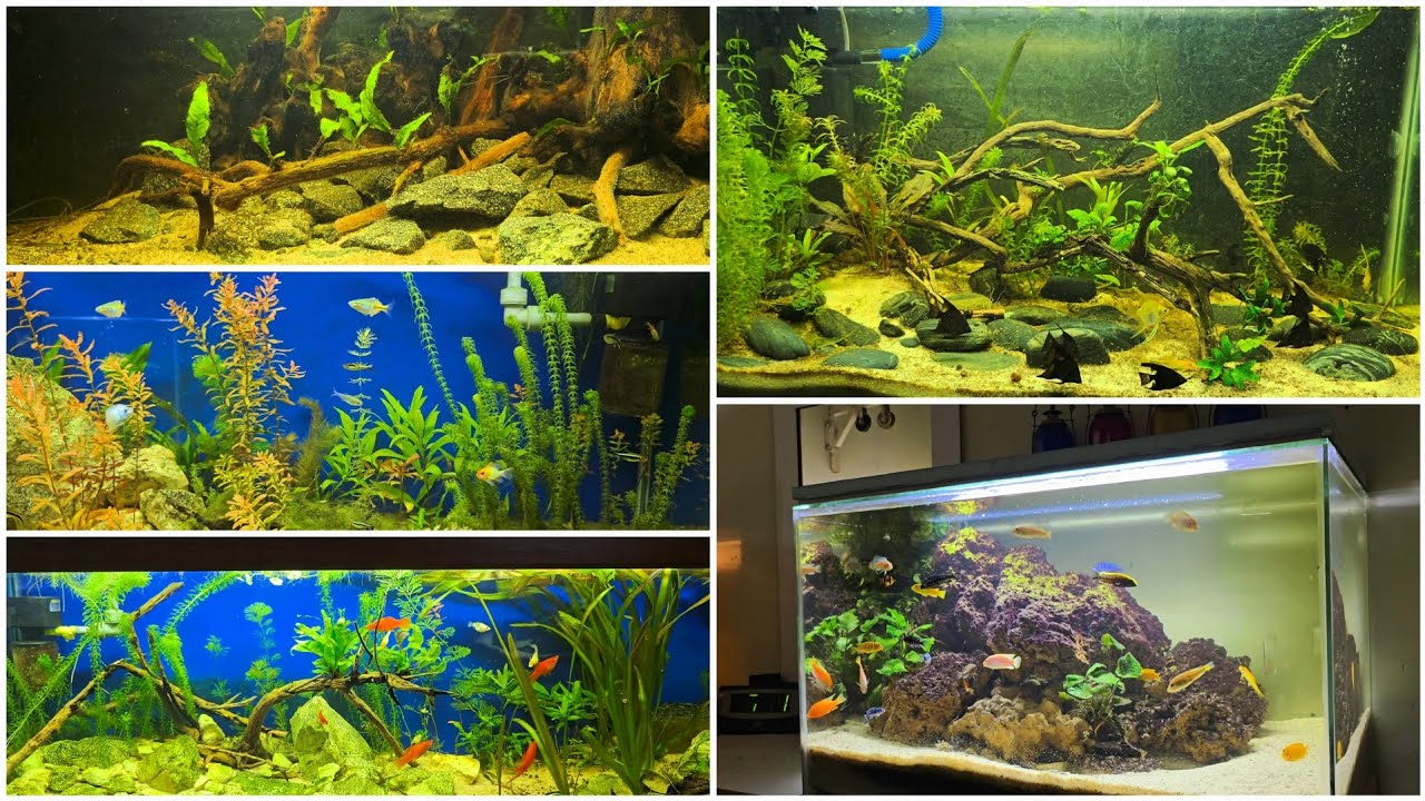 Our fish tank room toor and updates in tamil வாங்க மக்கா #tamil #aquarium ‎@janyvlogstamil 