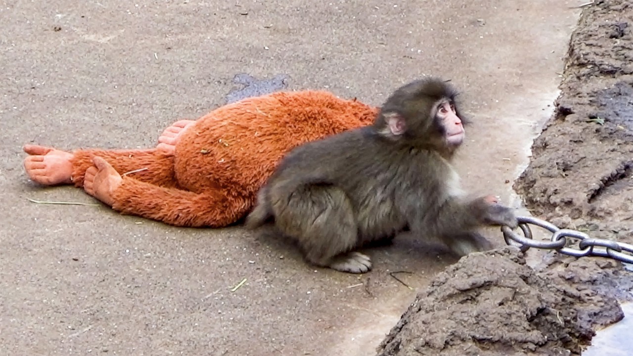Bullied in a Moment…What Punch Did Next Will Melt Your Heart