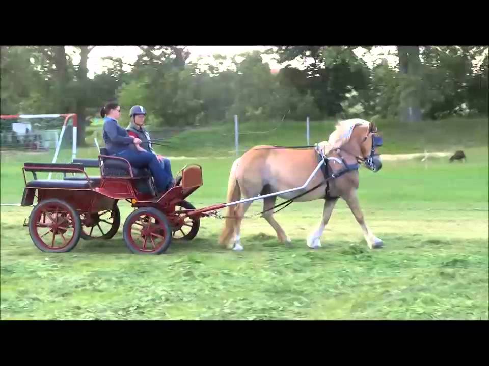 2014 haflinger einspänner training