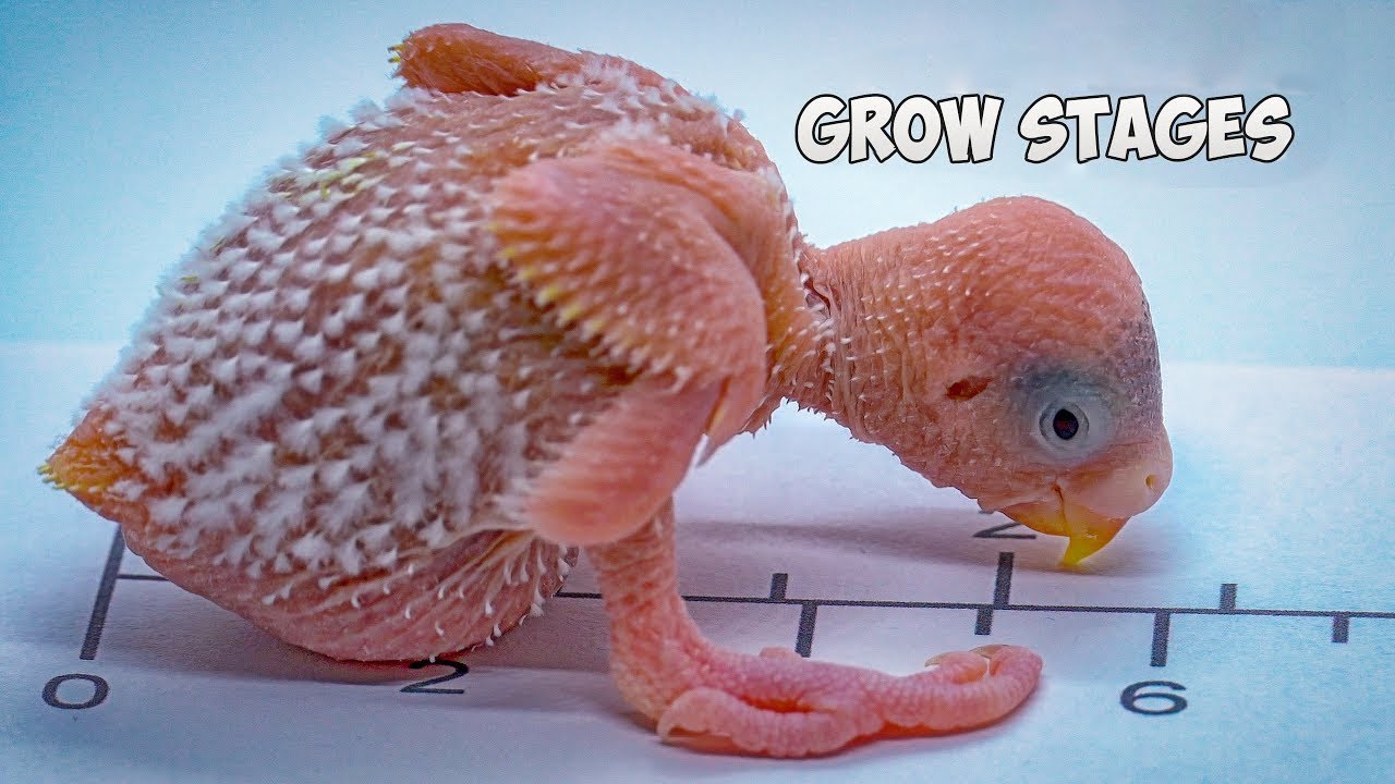 Budgie Growth Stages | Day 25 of Babies Time lapse🐦