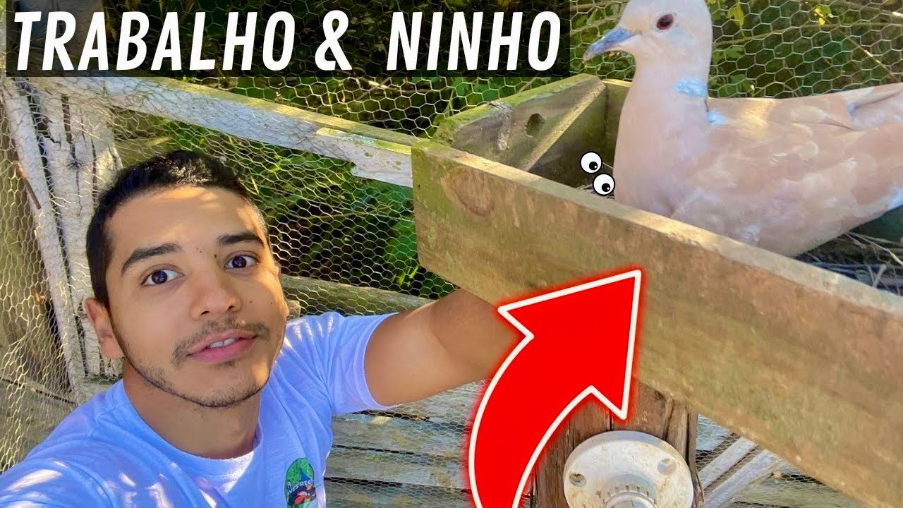 Super reforma na criação de aves | Ganso Cereopsis Ninhando | Aves Recriar