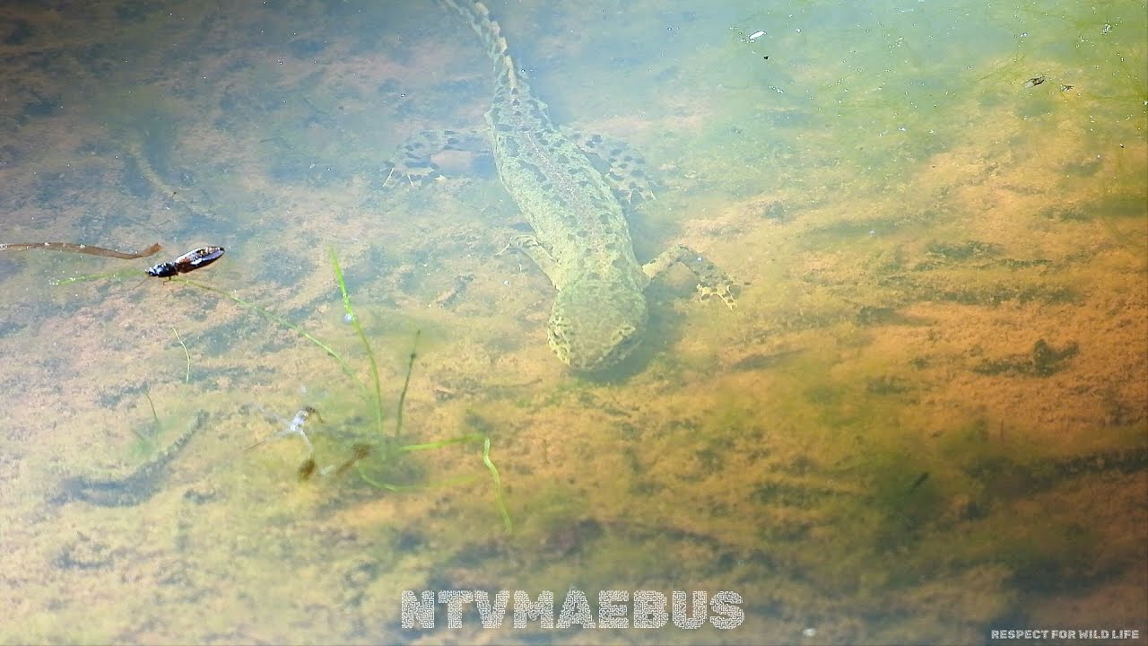 #ichthyosaura