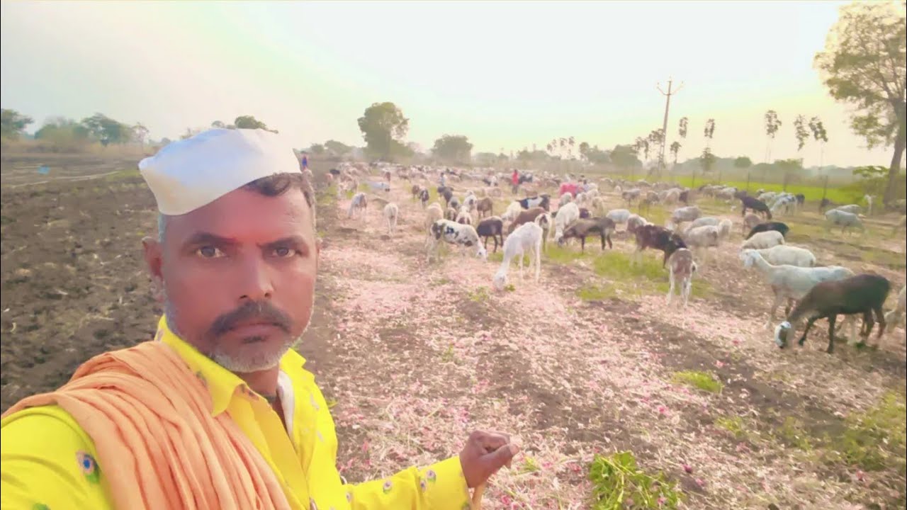 मेंढपाळ जीवन