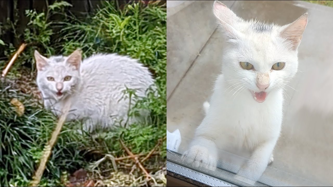 家猫になった野良猫。