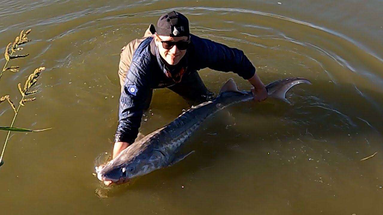 Catching Massive Sturgeon from a Small Pond