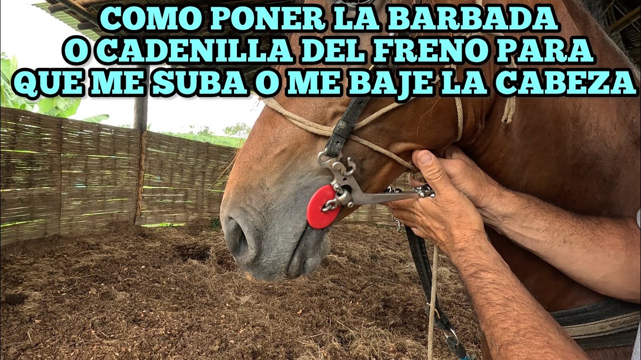 COMO PONER LA BARBADA O CADENILLA DEL FRENO PARA QUE ME SUBA O ME BAJE LA CABEZA