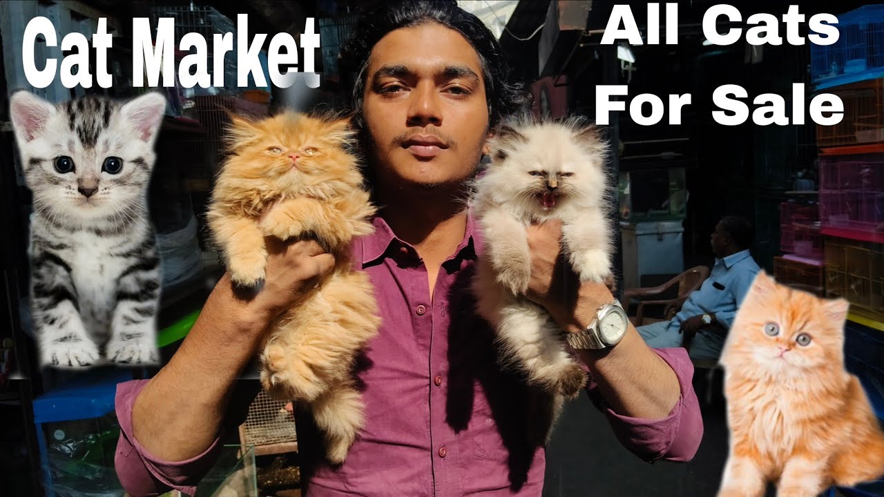 Mumbai Crowford Market Cats For Sale Sk Pets Shop No 27 #pets #cats 