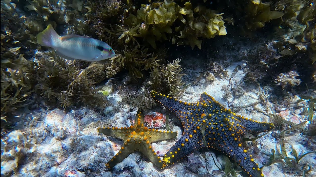 snorkeling zanzibar Kiwengwa area