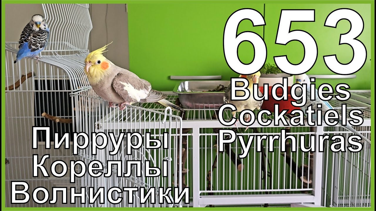 Funny Parrotszotti 653. Life of Budgies,Cockatiels and Pyrrhuras. Жизнь волнистиков, корелл и пиррур