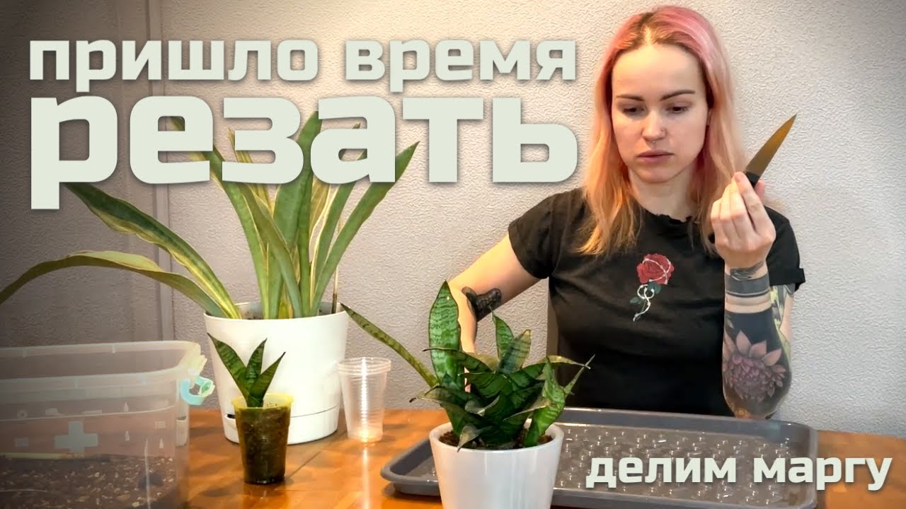 Отделяем деток у сансевиерии Марга